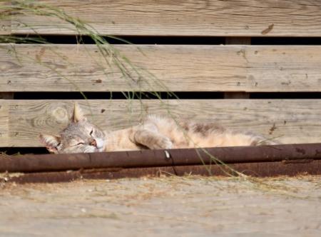 Los lunes al sol: Consejos y precauciones para que tu gato disfrute del calor sin riesgos. 