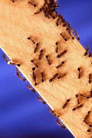 Videoconsejo para controlar las hormigas en los comederos