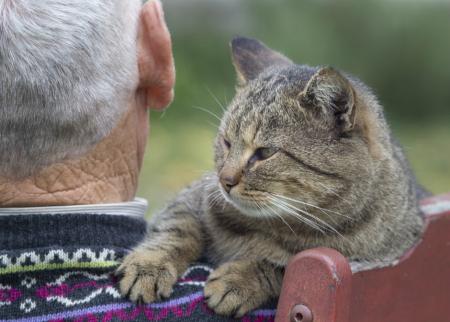 Los gatos, una buena compañía para los ancianos.