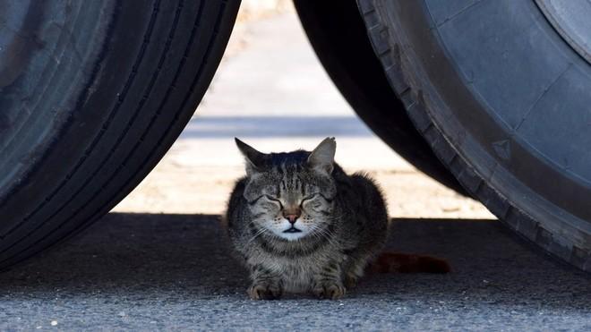 La madre de todos los gatos (El Periódico) 7 1532366185756