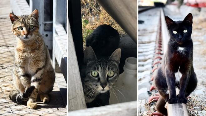 La madre de todos los gatos (El Periódico) 3 1532368537785