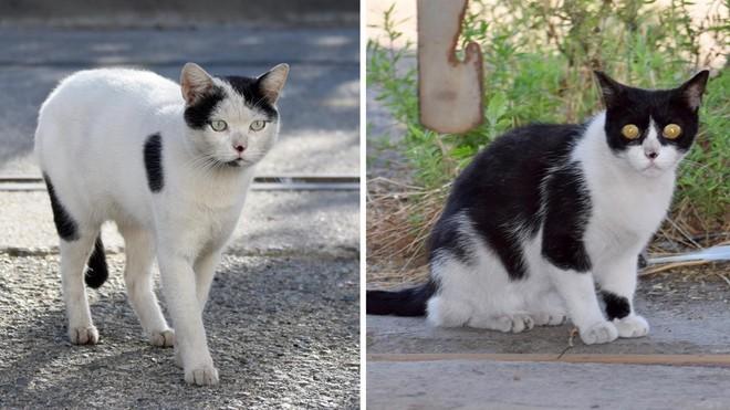 La madre de todos los gatos (El Periódico) 6 1532368537848