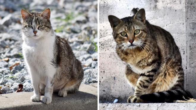 La madre de todos los gatos (El Periódico) 5 1532368537870