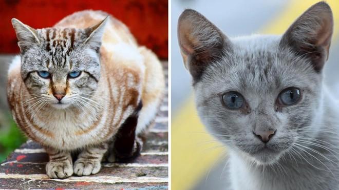 La madre de todos los gatos (El Periódico) 4 1532368598184