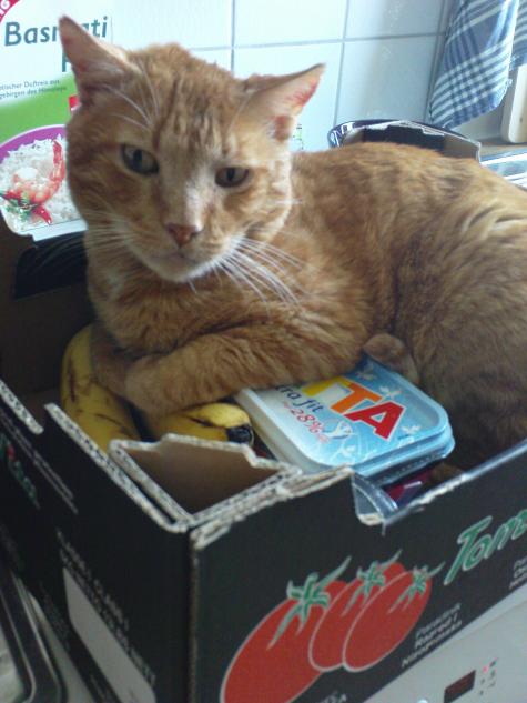 Garfield5