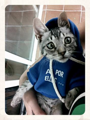 Ronnie: totalmente integrado en su nuevo hogar 10 a_1407784024
