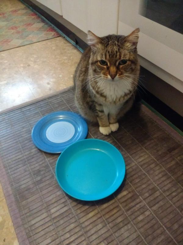 Connor. Ya soy gato adoptado!!! 6 a_593_1590694348