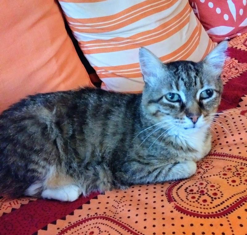 Connor. Ya soy gato adoptado!!! 5 a_593_1590694405