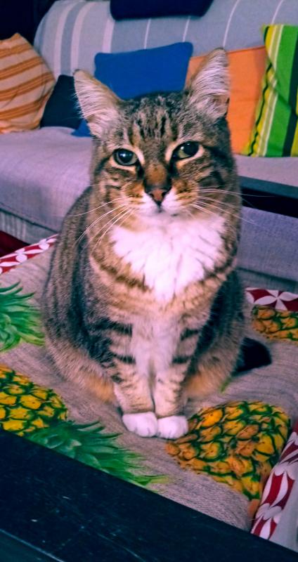 Connor. Ya soy gato adoptado!!! 4 a_593_1590694444