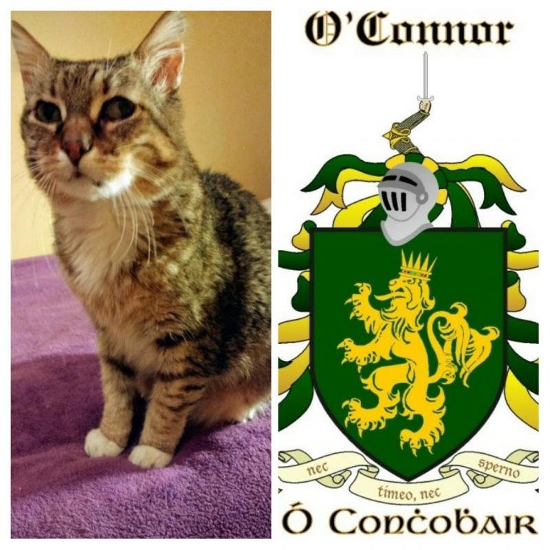 Connor. Ya soy gato adoptado!!! 3 a_593_1590740959