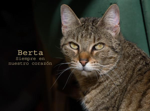 Hasta siempre, Berta 1 berta