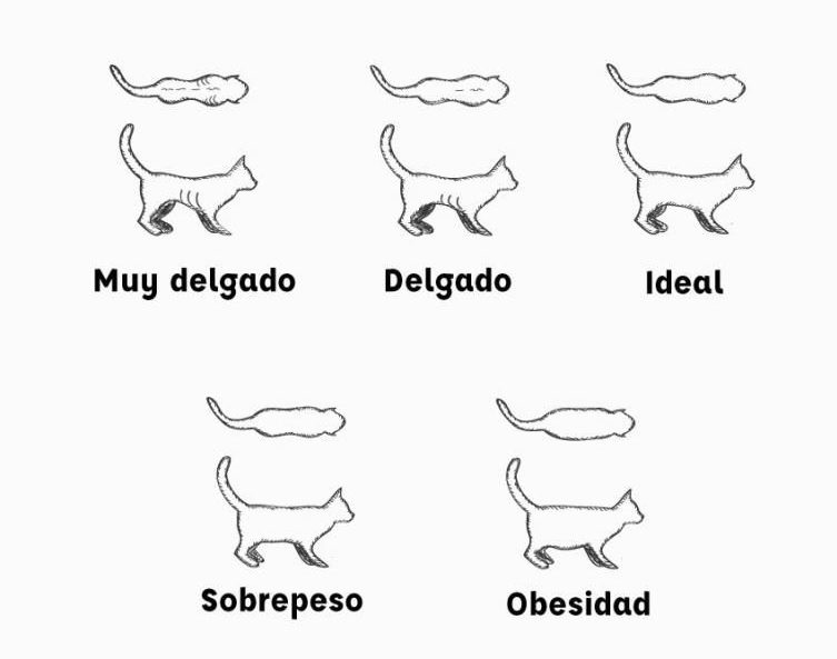 infografia sobrepeso gatos e1623827444501