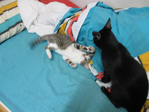 minos y rocio