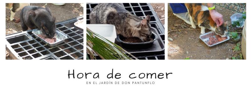 pantunflocomer