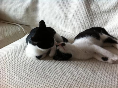 shiva y athos 2