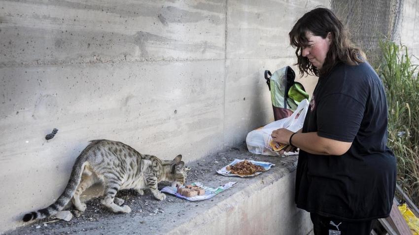 La madre de todos los gatos (El Periódico) 1 zentauroepp44371189 gatos puerto180724184456 1532450841868